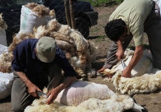 امسال هزار و ۶۰۰ تن پشم گوسفندان عشایر ایلام برداشت می شود