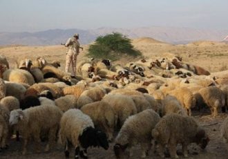 کشف ۲۷۲ راس احشام قاچاق در حوزه هنگ مرزی دهلران