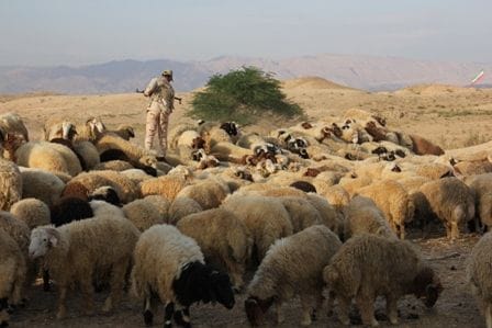 کشف ۲۷۲ راس احشام قاچاق در حوزه هنگ مرزی دهلران